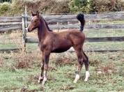 Fattrice Trakehner In vendita 2010 Baio scuro ,  SOLERO