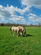 Pension id&eacute;ale pour chevaux d'&eacute;levage, retraite ...
