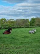 Pension id&eacute;ale pour chevaux d'&eacute;levage, retraite ...