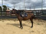 Jument ONC ib&eacute;rique 4 ans en 2026