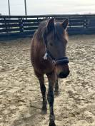 Jument ONC ib&eacute;rique 4 ans en 2026