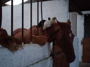 Gentil Pur-sang de 11 ans, Hongre