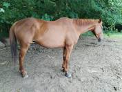 Gentil Pur-sang de 11 ans, Hongre