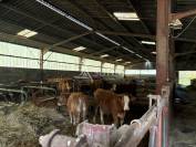 Ferme avec grange et b&acirc;timents - 24 hectares