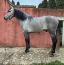 Cheval PP Espagnol 