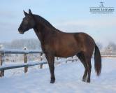 Yegua Lusitano En venta 2017 Negro