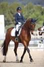 Hongre - 9 ans - PSG Soliman de Hus x Florestan