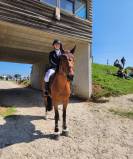 Jument CSO selle fran&ccedil;ais 