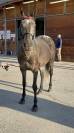 Belle jument 8 ans 