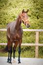 Jument par Vitalis x Apache