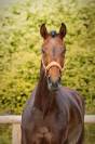 Jument par Vitalis x Apache