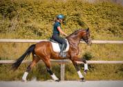 Jument par Vitalis x Apache