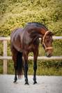 Jument par Vitalis x Apache