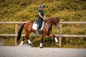Jument par Vitalis x Apache