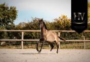 Entire KWPN Dutch Warmblood For sale 2024 Grullo