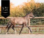 Entire KWPN Dutch Warmblood For sale 2024 Grullo