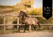 Entire KWPN Dutch Warmblood For sale 2024 Grullo