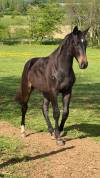 Hongre 2 ans dressage 