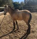 Potro de 7 meses PRE falso bayo