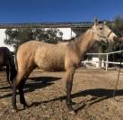 Potro de 7 meses PRE falso bayo