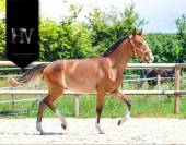 M&acirc;le Pur Sang Lusitanien 