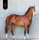 Potro Lusitano En venta 2024 Bayo por Ouro JLC