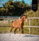 Potro Lusitano En venta 2024 Bayo por Ouro JLC