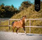Potro Lusitano En venta 2024 Bayo por Ouro JLC