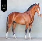 Potro Lusitano En venta 2024 Bayo por Ouro JLC