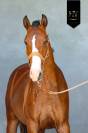 Potro Lusitano En venta 2024 Bayo por Ouro JLC