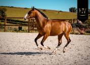 Potro Lusitano En venta 2024 Bayo por Ouro JLC