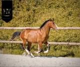 Potro Lusitano En venta 2024 Bayo por Ouro JLC