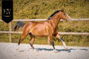 Potro Lusitano En venta 2024 Bayo por Ouro JLC