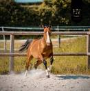 Potro Lusitano En venta 2024 Bayo por Ouro JLC