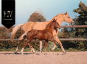 Filly KWPN Dutch Warmblood For sale 2025 Liver chestnut