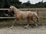 Poney de dressage 