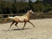 Poney de dressage 