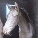 Magnifique poulain RBP champagne cr&egrave;me