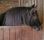 Entier PRE pp noir (Guardiola)