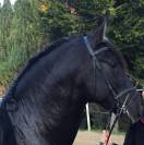 Entier PRE pp noir (Guardiola)