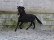 Entier PRE pp noir (Guardiola)