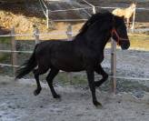 Entier PRE pp noir (Guardiola)