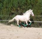 Magnifique hongre cr&egrave;me aux yeux bleus