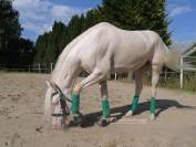 Magnifique hongre cr&egrave;me aux yeux bleus