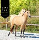 Pouliche Pur Sang Lusitanienne 