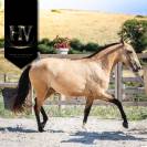 Pouliche Pur Sang Lusitanienne 