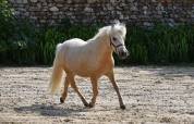 Hongre shetland PP grande taille
