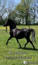 Jument psa 10 ans noire homozygote