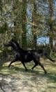 Jument psa 10 ans noire homozygote