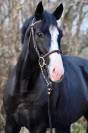Gelding Zangersheide For sale 2020 Black